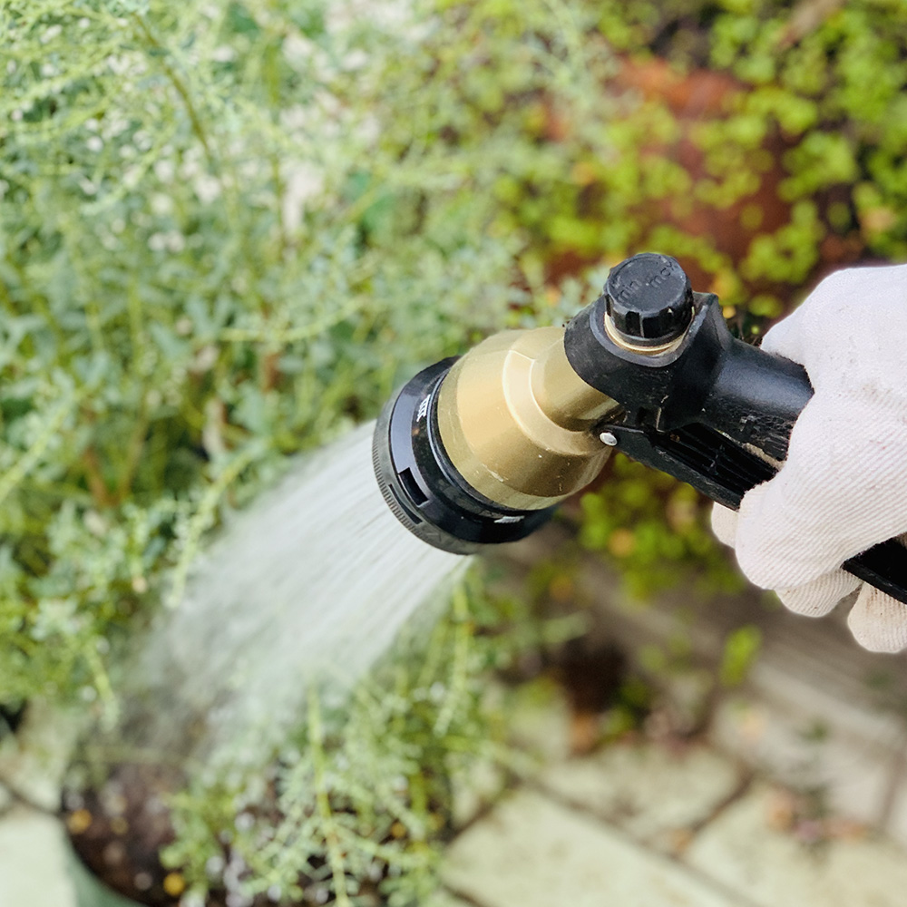 観葉植物の基本的な育て方