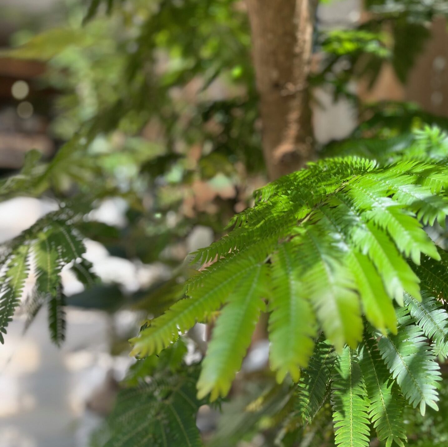 観葉植物の育て方 VOL.１