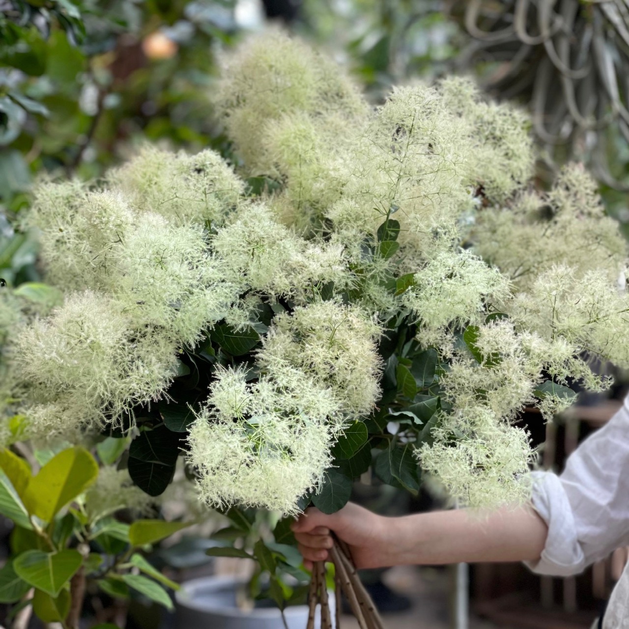 植物のおはなし VOL.4