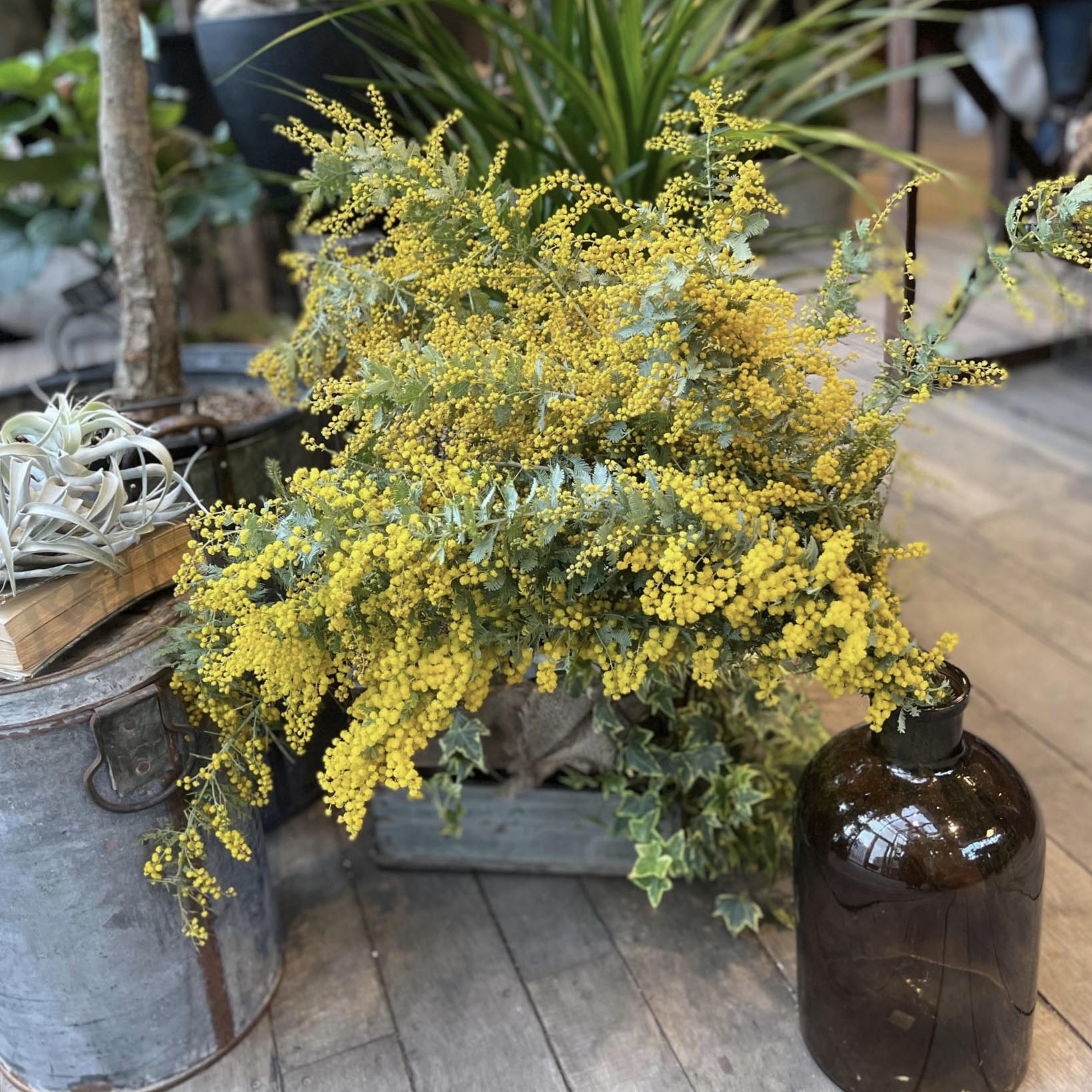 植物のおはなし VOL.3