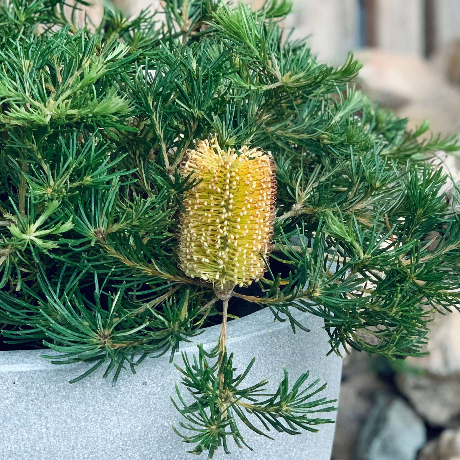 植物のおはなし VOL.2