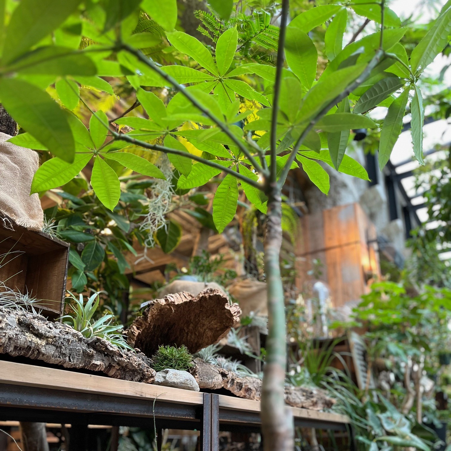 植物のおはなし VOL.6