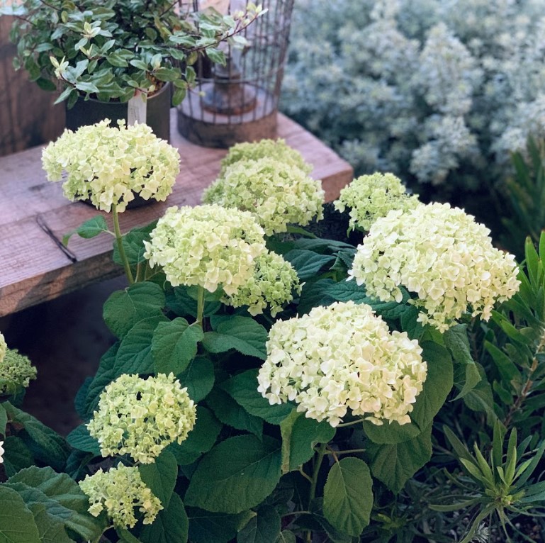 植物のおはなし VOL.5