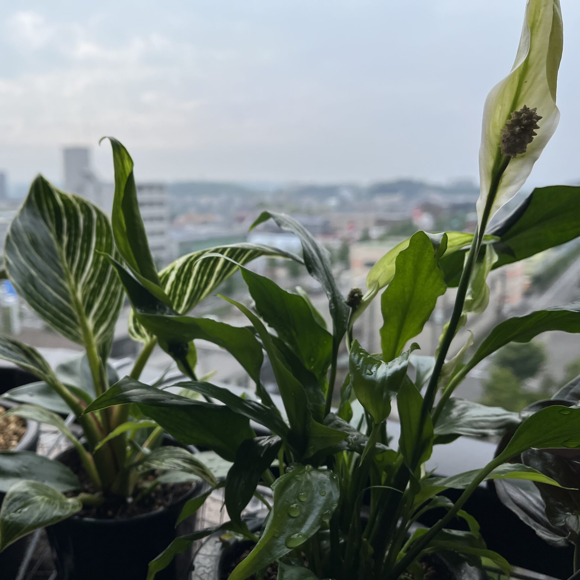 植物のおはなし VOL.8