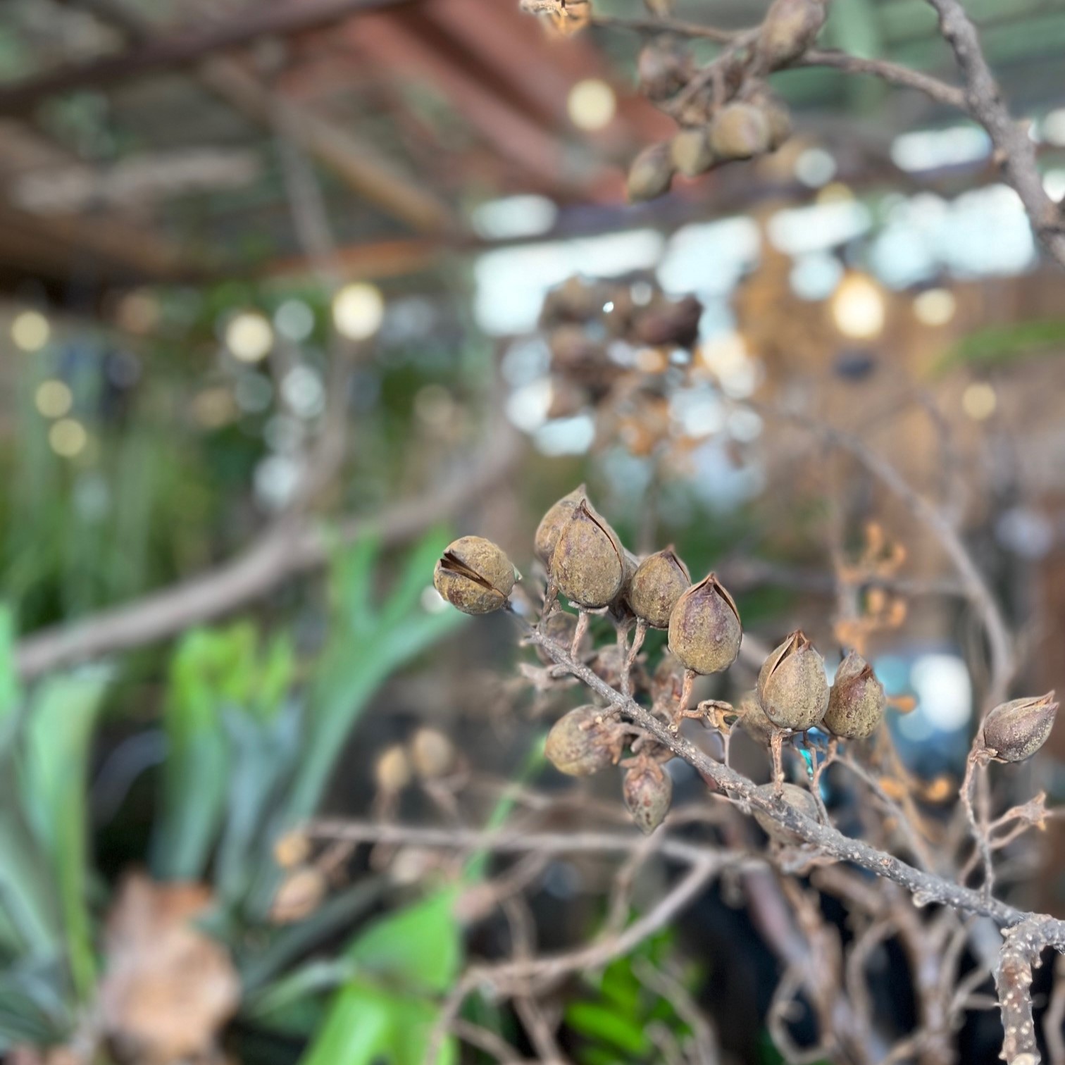 植物のおはなし VOL.10