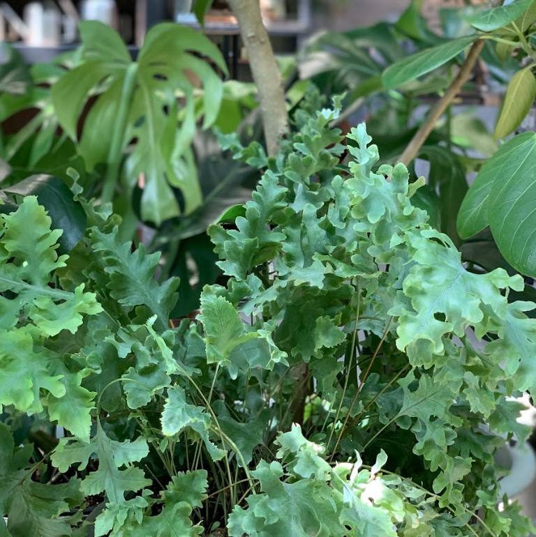 植物のおはなし VOL.9