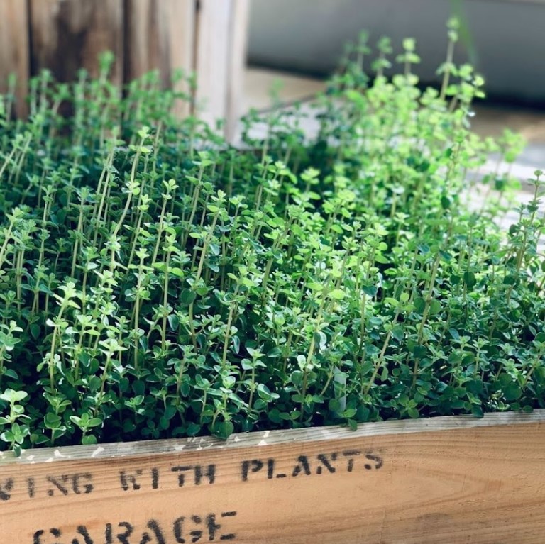 植物のおはなし VOL.11