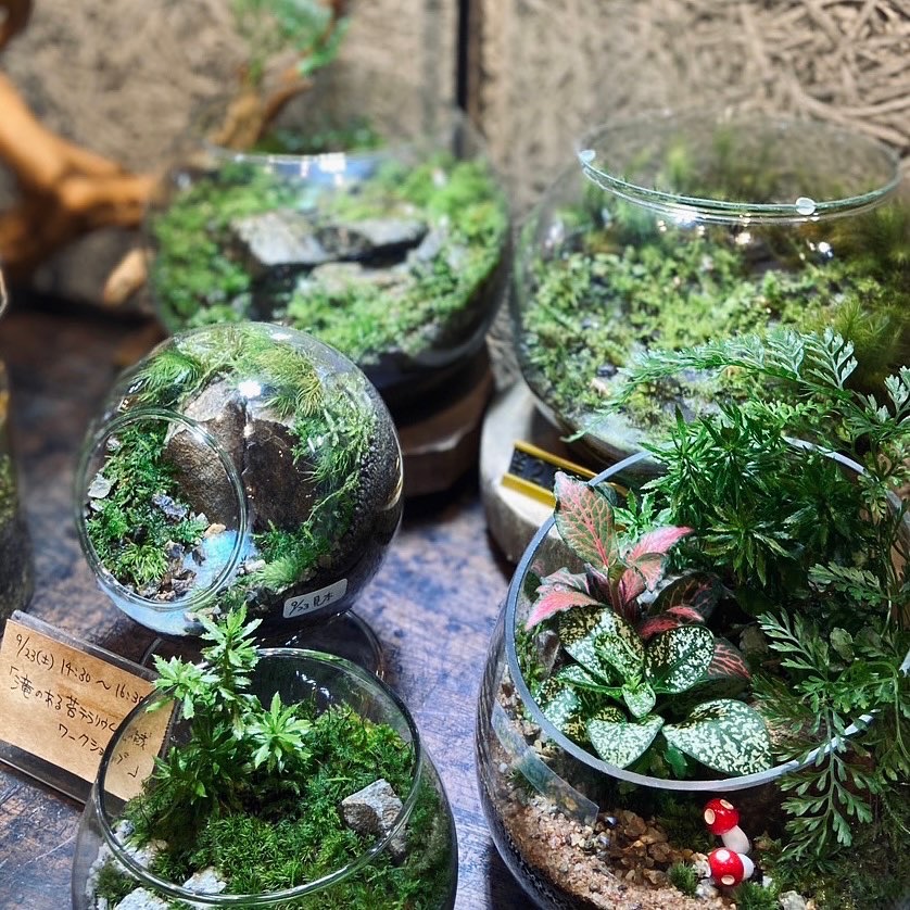 体験型植物イベント「NABOLO」