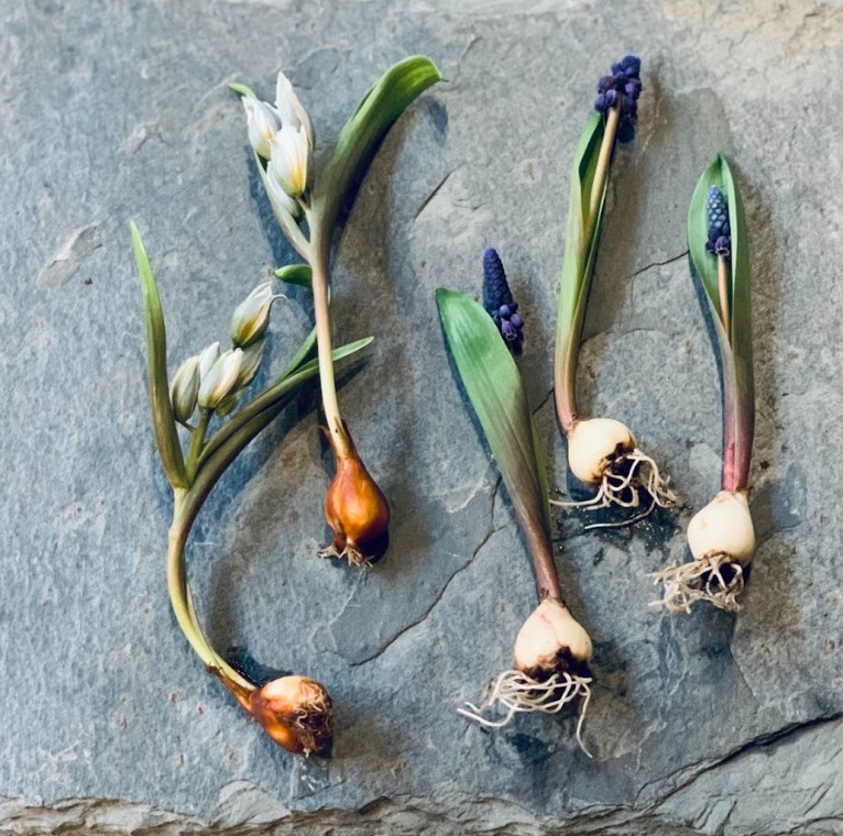 植物のおはなし VOL.14