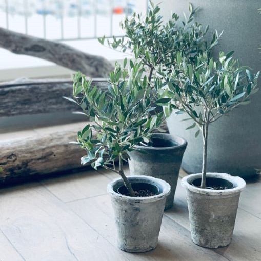 植物のおはなし Vol.13