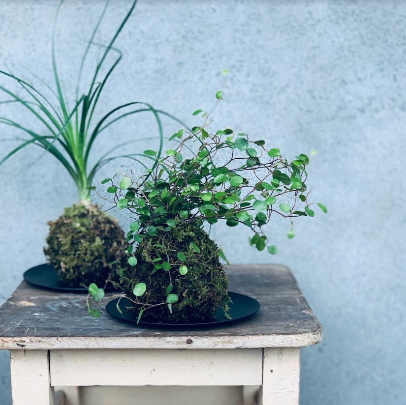 植物のおはなしVOL.15