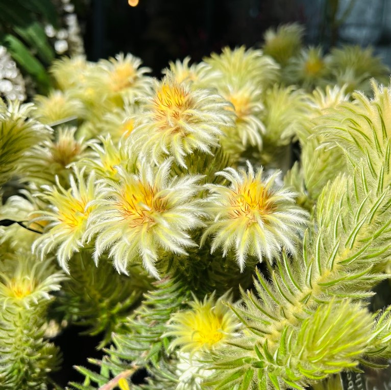 植物のおはなし VOL.16