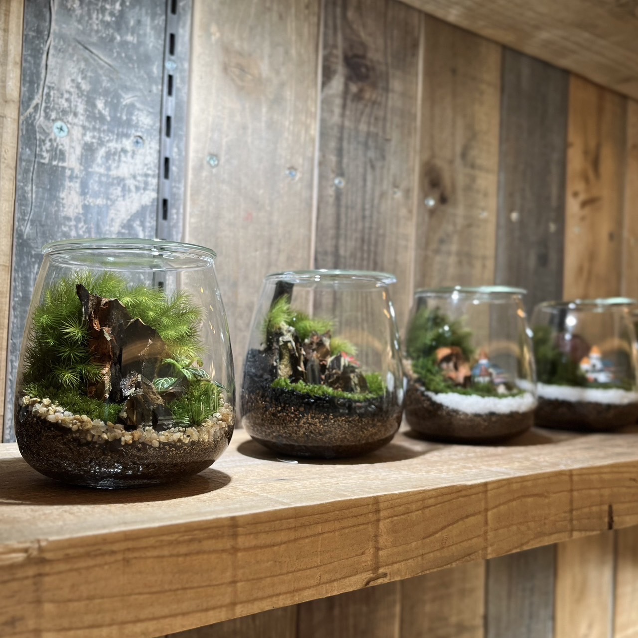 Inami 苔テラリウム販売会