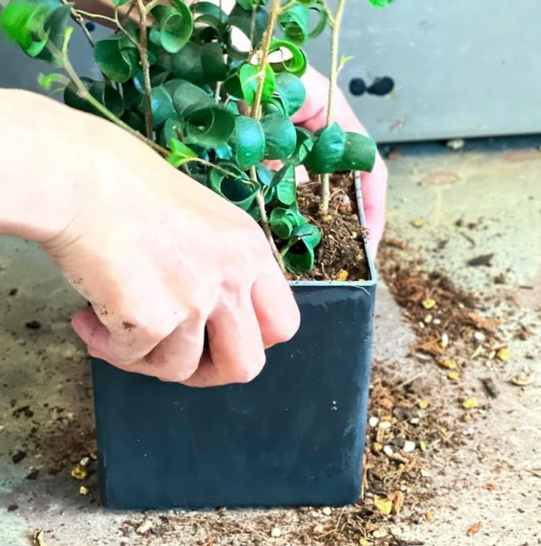 植物のおはなし VOL.17