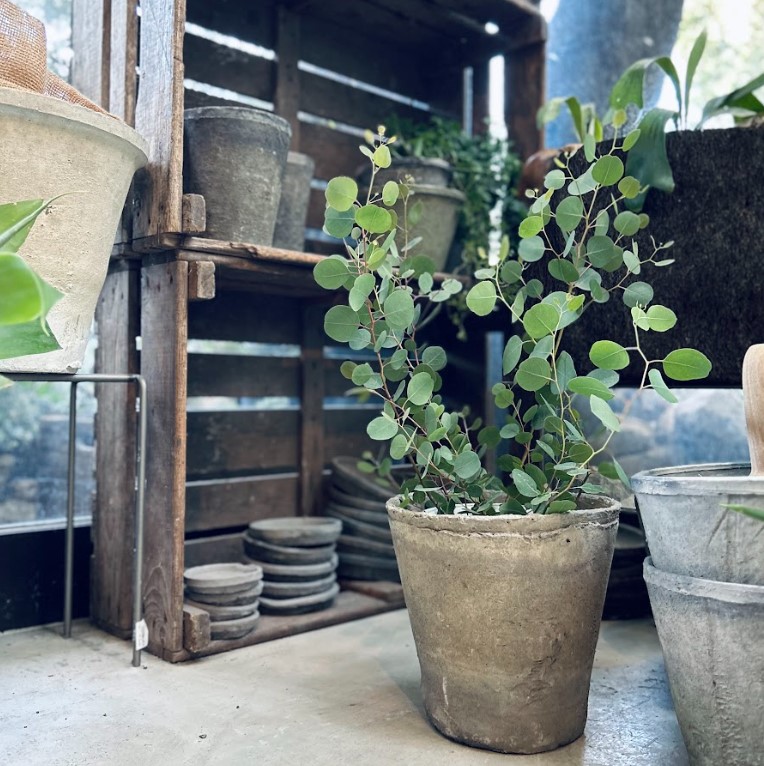 植物のおはなし VOL.19