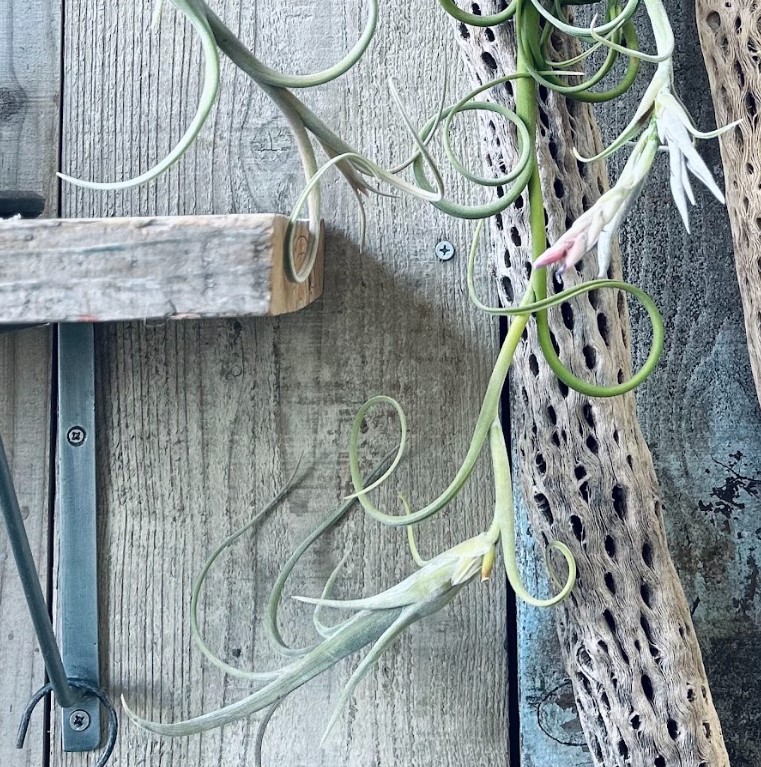 植物のおはなし VOL.20