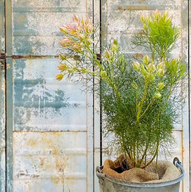 植物のおはなし VOL.26