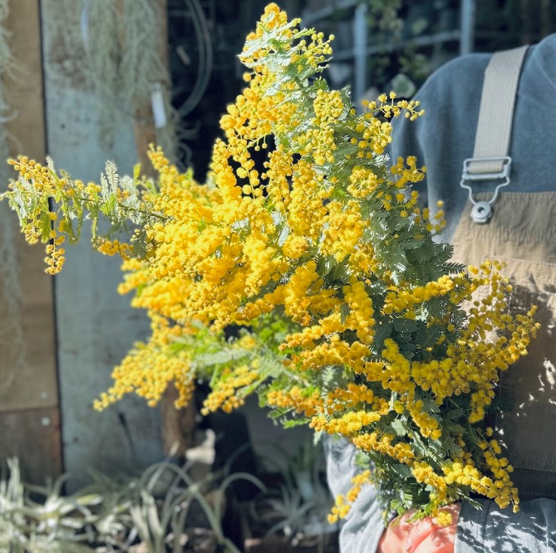 植物のおはなし VOL.27