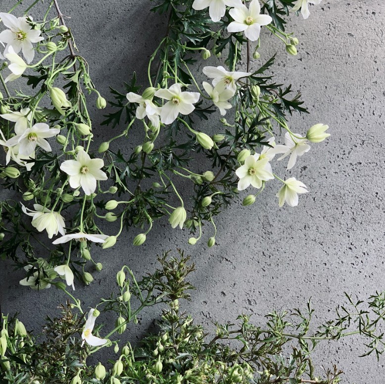 植物のおはなし VOL.28