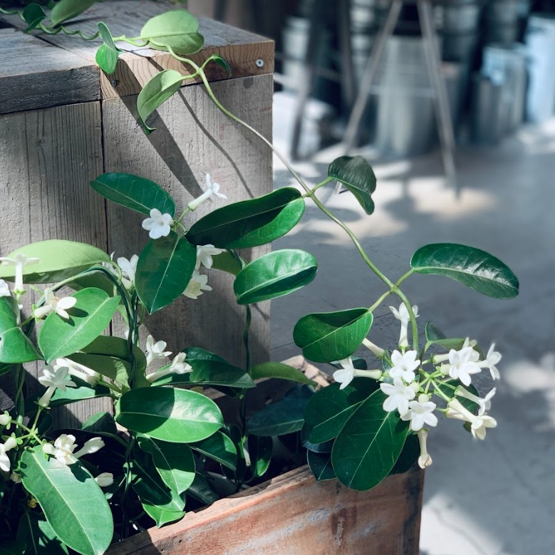 植物のおはなし VOL.29