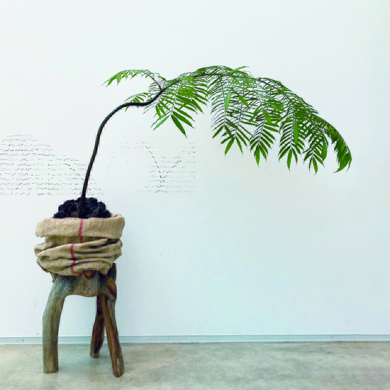 植物のおはなし VOL.30