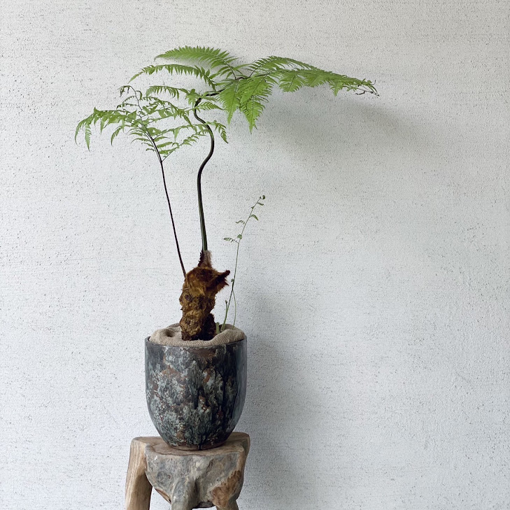 植物のおはなし VOL.31