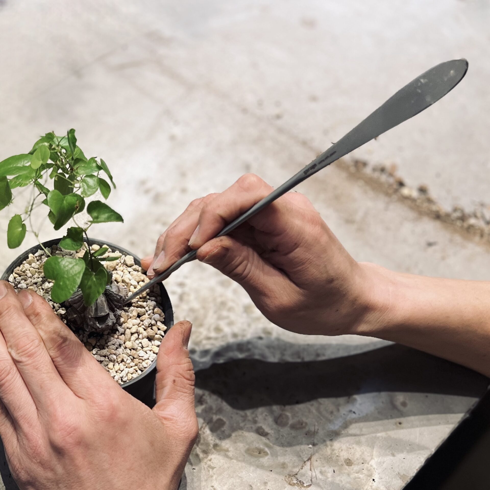 STAFFのおすすめ VOL.36