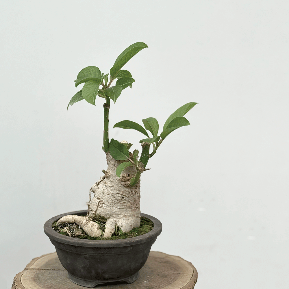 植物のおはなし VOL.32